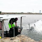 Piscina.- Un trabajador prende una bomba en una piscina camaronera.