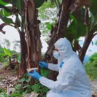 Control. Un técnico toma muestras a una hacienda de musáceas.