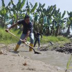 Daular. En la hacienda bananera La Estación realizan trabajos preventivos para mitigar los efectos de El Niño.