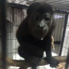 Sitio. El animal fue llevado a un centro de rescate para su cuidado