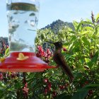 Especies. En la zona existen miradores que permiten observar aves exóticas, como colibríes.