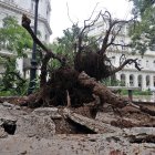 Huracán. Un árbol derribado por los vientos asociados a la tormenta en La Habana.