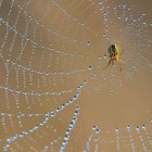 El sistema funciona con esponjas similar a las telarañas con una gran superficie para capturar la humedad del entorno