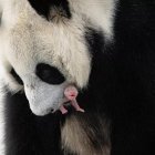 Un cachorro de oso panda, extremadamente difícil de reproducir en cautiverio, se convirtió en el primer animal de esta especie en nacer en el Zoológico de Moscú, informó hoy el alcalde de la capital rusa.