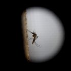 El mosquito de variedad Aedes aegypti trasmite el dengue.