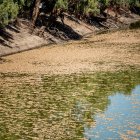 Miles de peces muertos en Australia a causa del calor y las altas temperaturas del agua la pasada primavera.