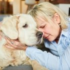 Lonely and sad old woman with a retriever dog at home for companionship and friendship
