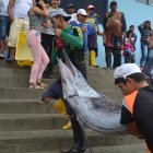 Salinas. Pescadores trasladan a uno de los peces recién capturados.