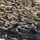 No solo sucede en Argentina. Perú también ha notificado este problema con su fauna.