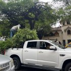 Centro. Los arbustos fueron atendidos por autoridades municipales.