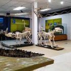 La sala de fauna amazónica en el museo educativo virtual del Inabio.