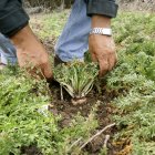 Es un antiguo tubérculo de origen peruano.