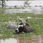 Las inundaciones se han hecho presente en este año, incluso antes de la llegada de El Niño.