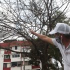 Acacias. Fermín Guevara muestra como los árboles de Las Acacias, y los ubicados en la 25 de Julio ya han perdido casi por completo sus hojas.