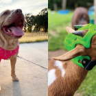 A través de un software personalizado, las mascotas pueden ser capaces de tener prótesis a la medida