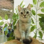 Dieta. Una encuesta revisa la vida de gatos que no comen carnes.