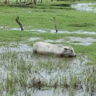 Efecto. En el primer trimestre del 2023 las lluvias afectaron al campo.