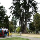 Ubicación. 121 árboles patrimoniales se concentran en El Ejido.