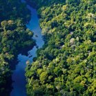 Vida. Los bosques son los pulmones de la humanidad.