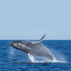 Una nueva investigación publicada hoy en la revista Nature concluye que las ballenas barbadas gigantes -como las azules, las de aleta y las jorobadas- comen una media de tres veces más alimento al año de lo que los científicos habían calculado anteriormente. Foto cedida por Matthew Savoca