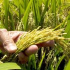 Finca. Un agricultor en las labores de la cosecha del arroz en su predio.