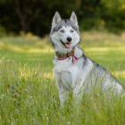 Un perro Husky perdió la vida tras ser atropellado por un conductor aparentemente en estado etílico.