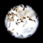 Un grupo de pupas del mosquito de la variedad "Aedes aegytpi", el cual transmite el virus del zika, dengue y chikungunya.