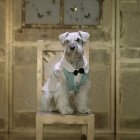 Mascotas. Bimbo, uno de los perros del lugar, actuó en la última obra.