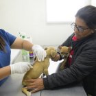 El proceso de vacunación se realizó en tres parroquias rurales de la ciudad.