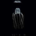 Una medusa en su espacio natural.