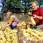 Oferta. Los cultivos del país latino crecen 1 millón de hectáreas por año