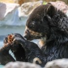 Vista de un oso de anteojos, el 20 de septiembre del 2023 en el Zoológico de Guayllabamba (Ecuador).