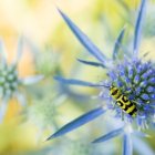 El barrenador de la madera de la vid (Chlorophorus varius) es una de las más de 33.000 especies de insectos que hay en Alemania. El desarrollo de la biomasa del insecto depende en gran medida de las condiciones meteorológicas, como muestra un estudio publicado en "Nature" en 2023.