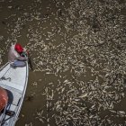 Fotografía aérea que muestra al barquero Paulo Monteiro da Cruz, de 49 años, mientras navega en su embarcación entre miles de peces muertos por el calor y la acidez del agua,