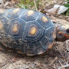 El experto señaló que las tortugas analizadas pertenecen a la especie chelonoidis carbonarius, que se encuentran catalogadas en la lista de la Convención sobre el Comercio Internacional de Especies Amenazadas de Fauna y Flora Silvestres (CITES) y la Lista Roja.
