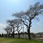 Samborondón. En la urbanización La Puntilla se evidencia la situación.