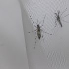 Fotografía de archivo de mosquitos Aedes aegypti en el laboratorio de entomología del Centro Nacional de Control de Enfermedades Tropicales (CENCET), en Santo Domingo (República Dominicana). EFE/Orlando Barría