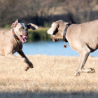 Referencial de peleas de perros.