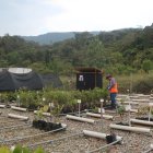 Actividades. Los biólogos escudriñan la selva en busca de plantas y semillas para reproducirlas en viveros.