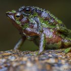 El sapo morona-santiago (Atelopus halihelos) en Ecuador está en peligro de extinción.