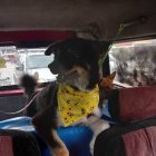 Comodidad. El emprendimiento Taximascotas ofrece transporte a un perro en Guayaquil.