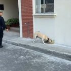 Hecho. El can detectó el alcaloide.