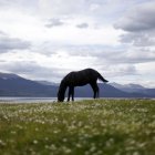 Escenario. Un caballo pasta en medio de un paisaje propio de la región de Argentina más cercana al Polo Sur.