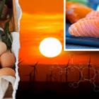 En la alimentación debe incluirse pescados, huevos y hongos ricos en vitamina D