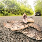 Situación. Las ciudades se desarrollan y lo hacen ocupando terrenos en los que pueden vivir o viven las especies silvestres.