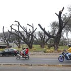Plaga. El gran reto actual en la urbe es detener el avance de la cochinilla.