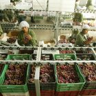 Trabajo.- Se preparan las uvas peruanas para la exportación.