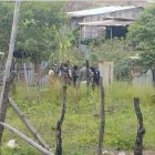 Agentes policiales revisaron la vivienda.