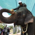 Fotografía de archivo de un cuidador dándole plátanos a la elefanta Sambo, en Camboya.