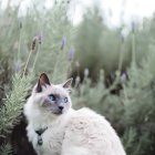 Color. Los gatos afectados por gen w que tienen los ojos de un color diferente, la sordera se reduce a un 10% al 20% de la población.